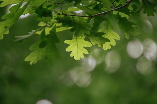 Close-up of Green Oak Leaves 