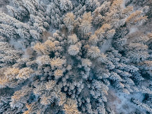 Bovenaanzicht Foto Van Bomen Bedekt Met Sneeuw