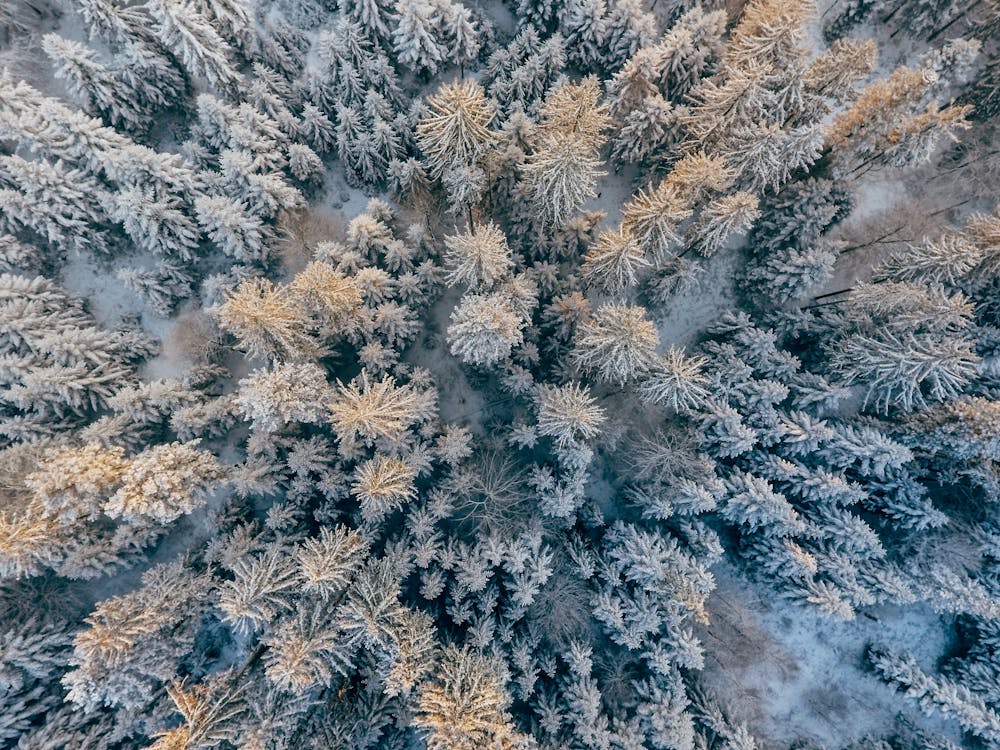 Foto Vista Dall'alto Di Alberi Coperti Di Neve