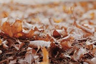 地面上，干燥的秋叶特写以温暖的色调捕捉了秋天的本质