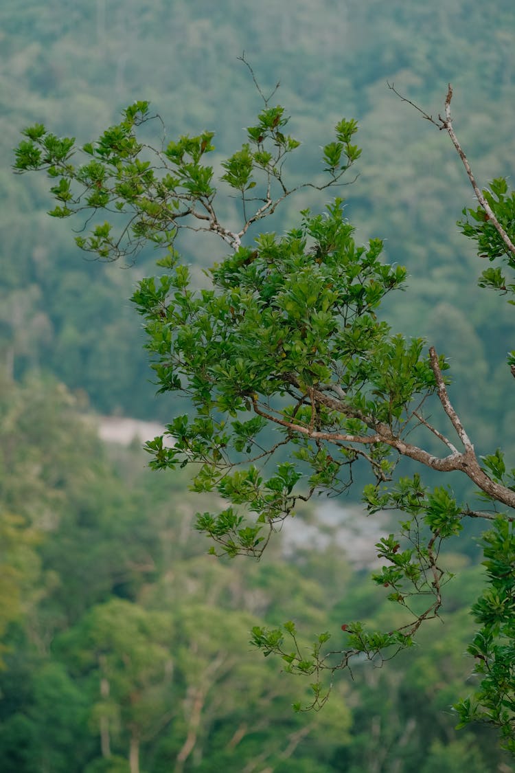 A Tree Branch On The Background Of A Valley 