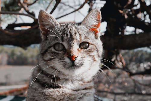 Gratis stockfoto met achtergrond, dierenfotografie, gestreepte kat