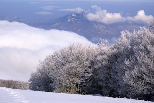 A stunning winter scene featuring snow-covered trees and a mountain peak amid clouds.