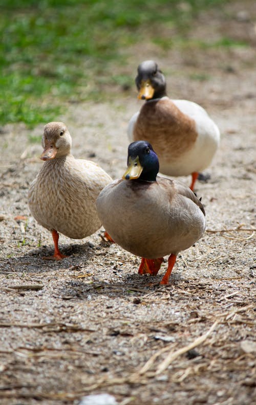 Gratis stockfoto met aarde, dierenfotografie, eenden