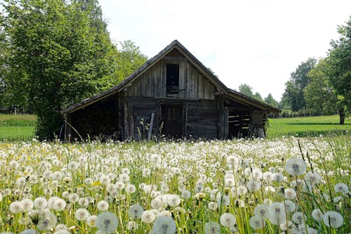 Gray Shed on White and Green Field Near Trees during Daytime