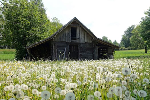 阳光明媚的乡村里，一座木制谷仓被一片盛开的蒲公英包围