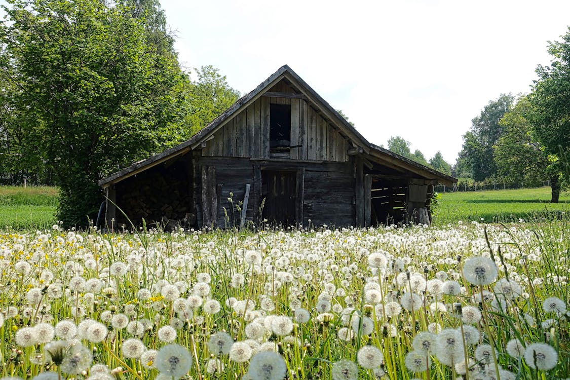 Fotobanka s bezplatnými fotkami na tému dedinský, divé kvety, drevený