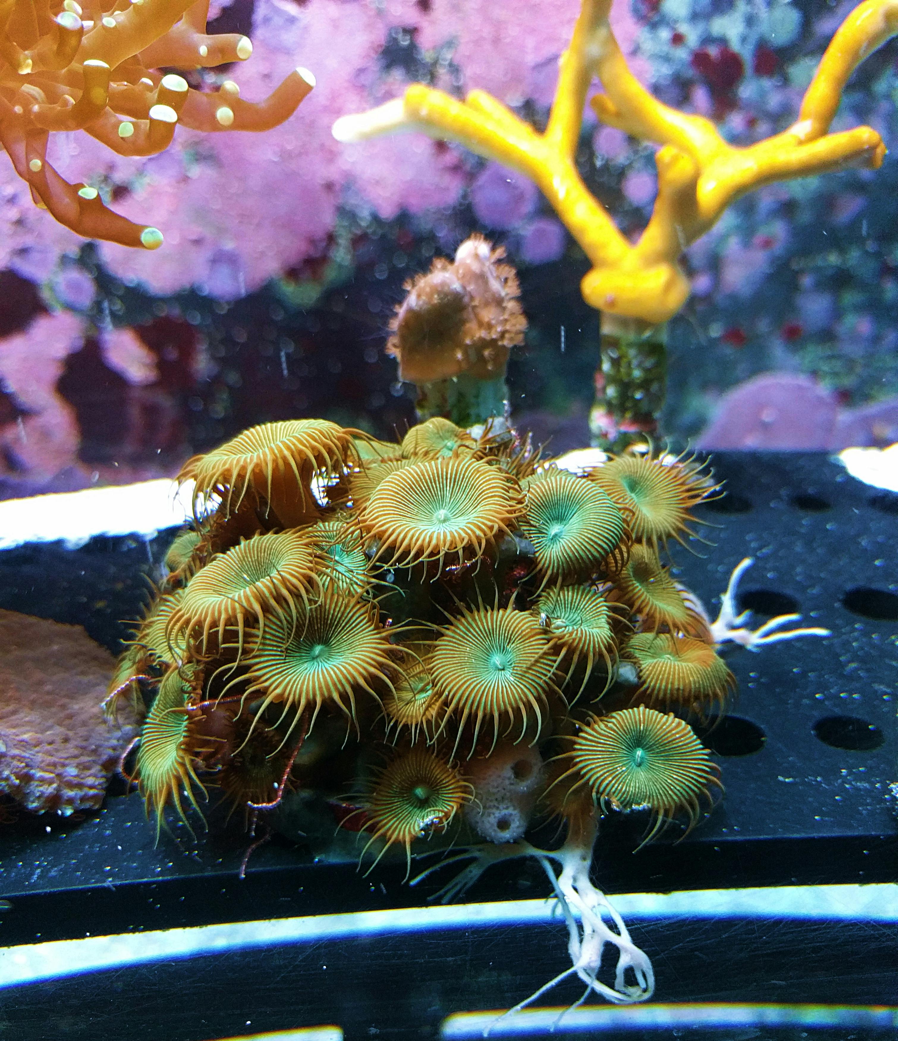 Green coral in an aquarium