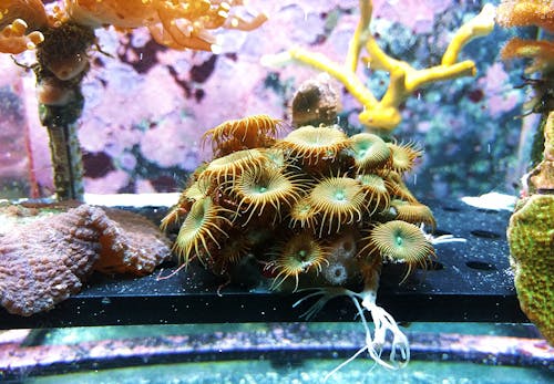 Free Brown Sea Creature Inside Fish Tank Stock Photo