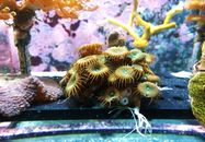热那亚水族馆中，色彩缤纷的珊瑚特写生动地展示了水下之美