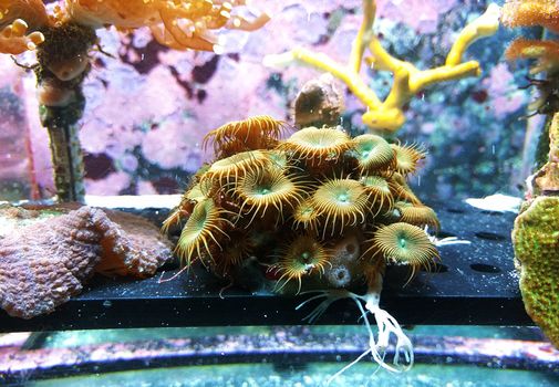 热那亚水族馆中，色彩缤纷的珊瑚特写生动地展示了水下之美