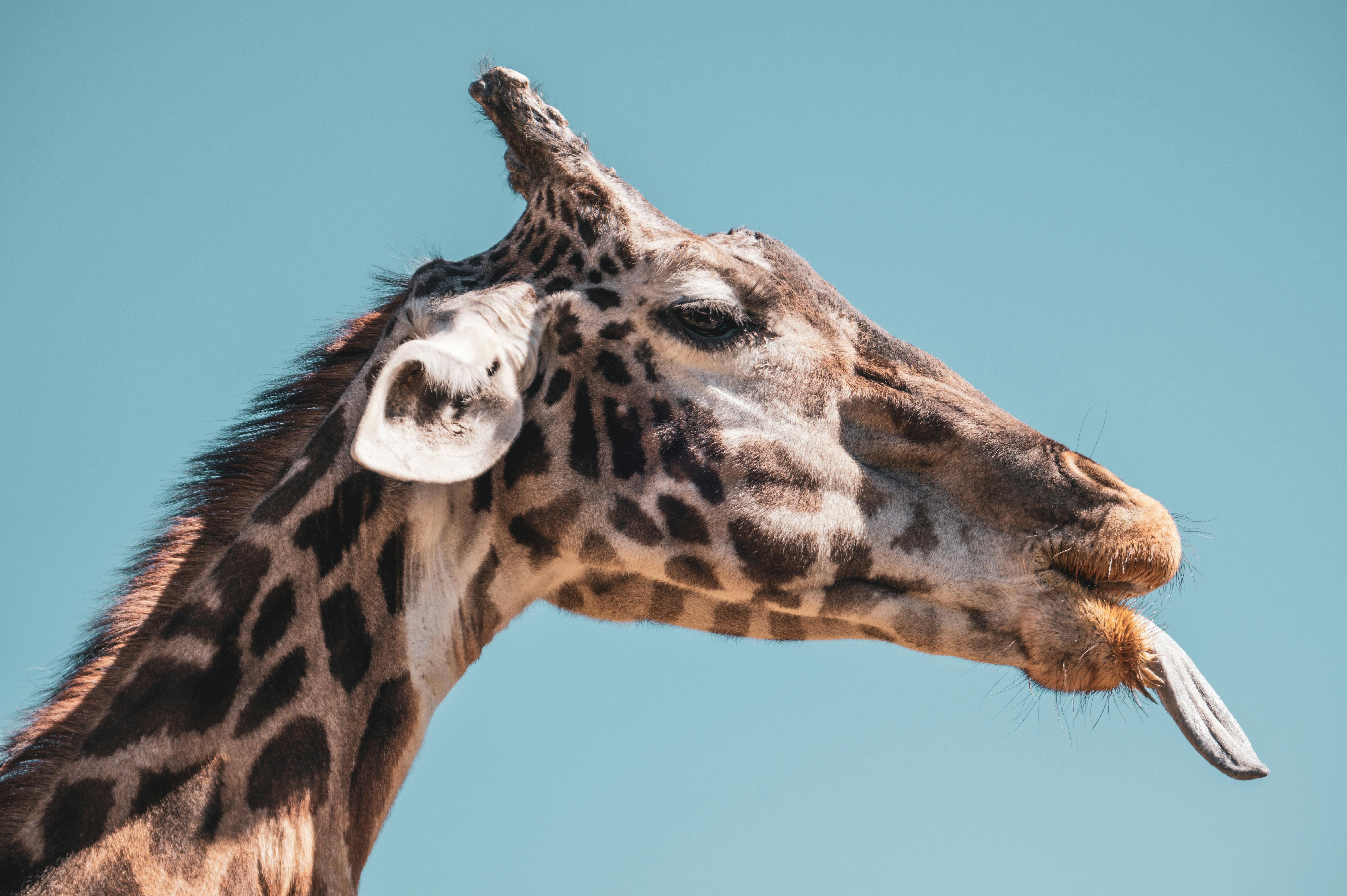 Giraffe Color Photos, Download The BEST Free Giraffe Color Stock Photos & HD Images