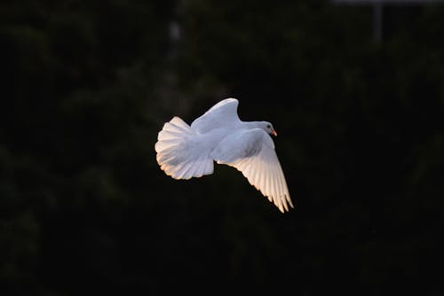 Immagine gratuita di bianco, colomba, focus selettivo