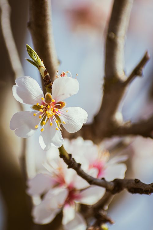 Free A delicate close-up photo capturing fresh almond blossoms during springtime. Stock Photo