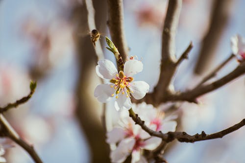 A bee is on a branch of an almond tree