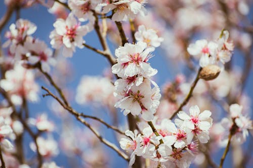 Almond tree with pink flowers against a blue sky