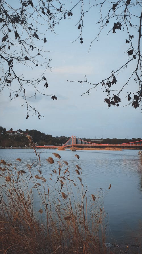 Rushes and Bridge on River behind