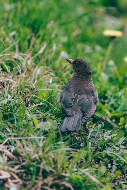 Kostnadsfri bild av djurfotografi, fågel, grön bakgrund