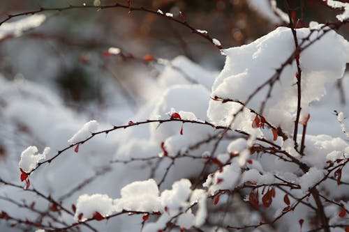 Snow on a barberry bush