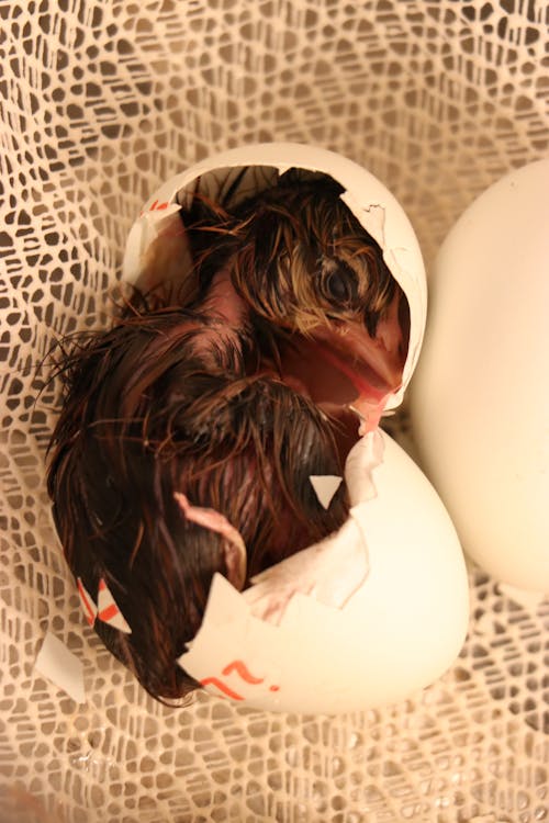 baby chick hatching