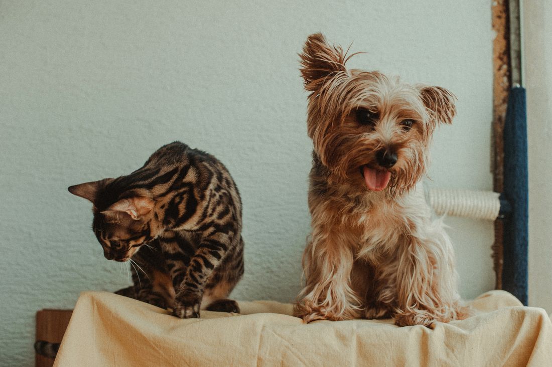 Small dog and cat resting together on a blanket indoors