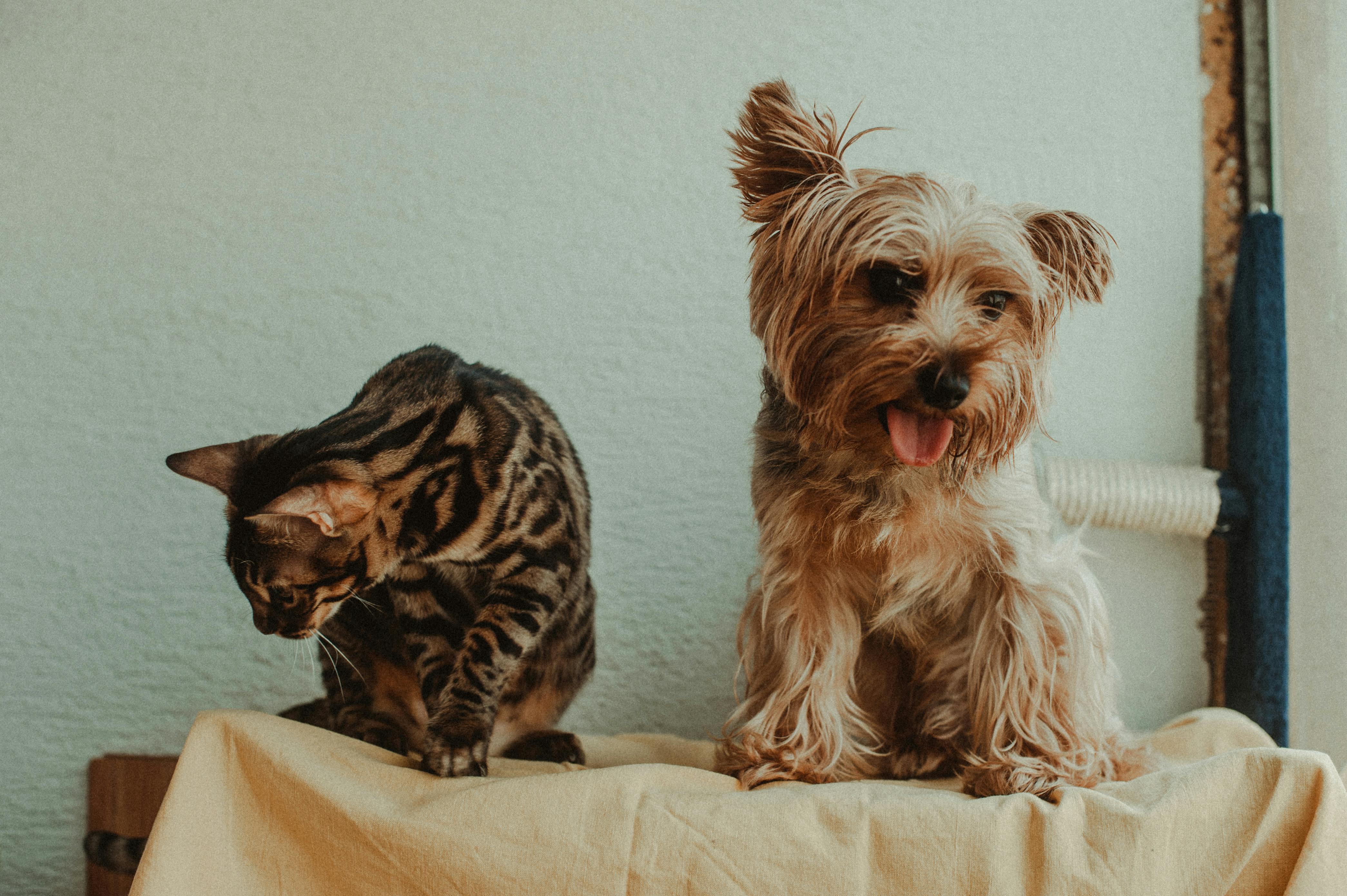 Free A playful scene of a cute cat and dog posing together on a blanket indoors. Stock Photo