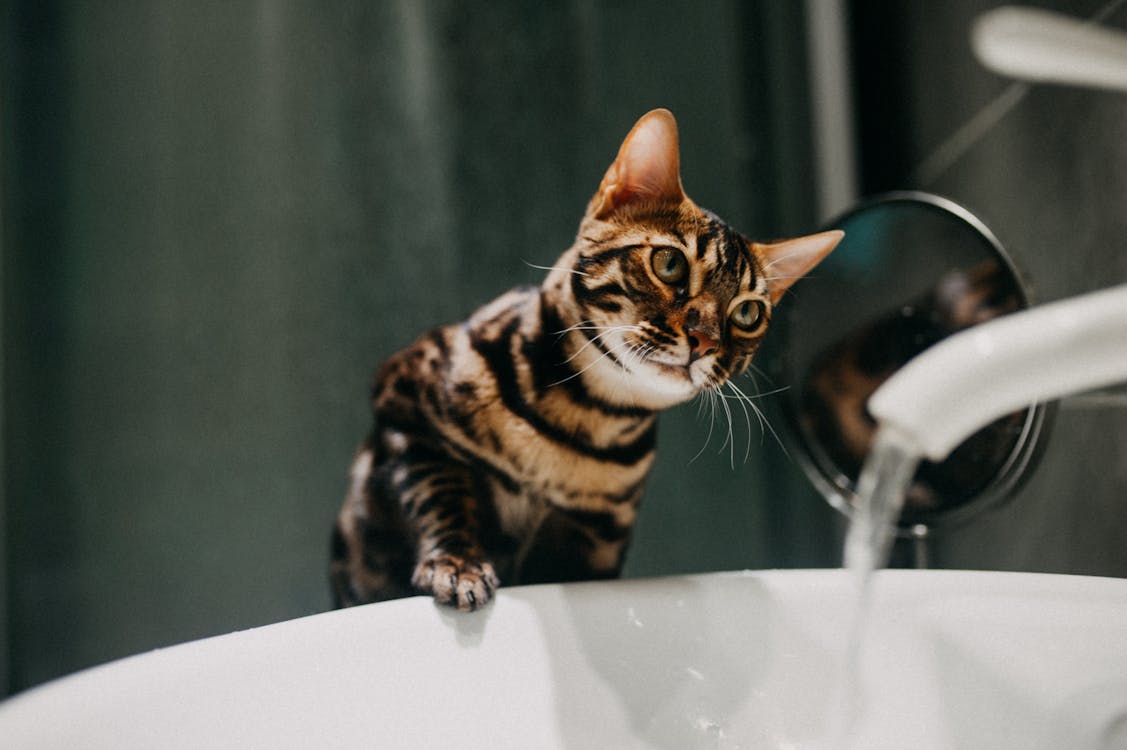 10 Must-Have Cat Toys For Mental Stimulation And Physical Health 6 Free A Bengal Cat Looking at the Water Running from a Tap  Stock Photo