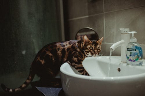 Free A Bengal Cat with One Paw in a Sink  Stock Photo