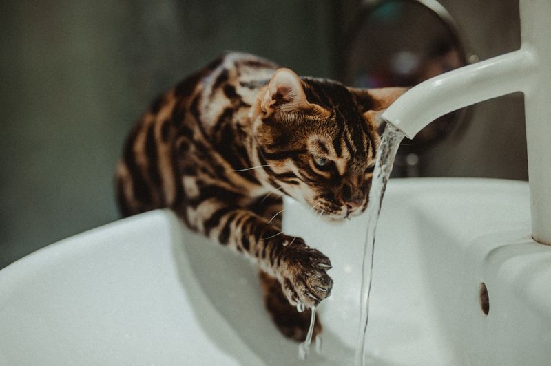 Gato bengalí bebiendo agua fresca de un grifo