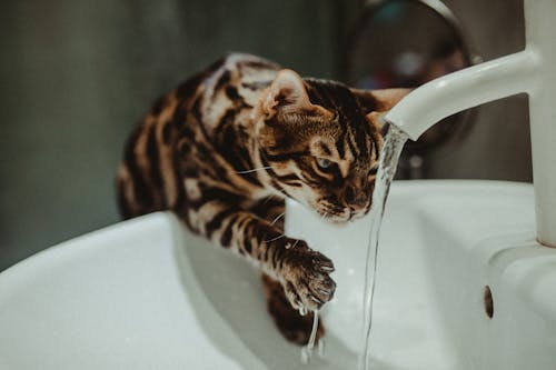 Free Cat near Tap Water in Sink Stock Photo