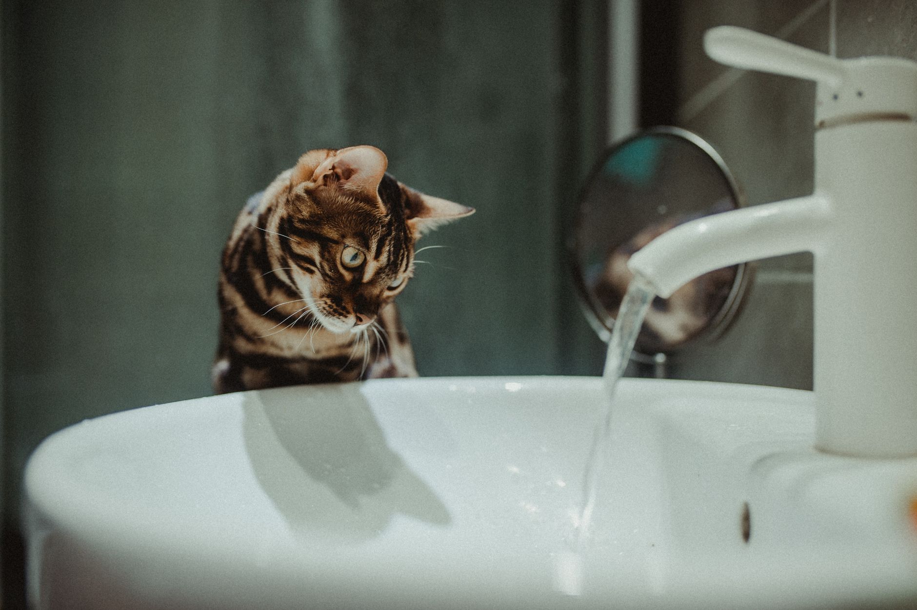 Bengal
