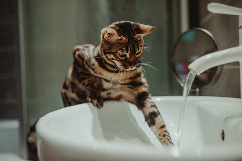Free Cat Touching Tap Water Running from Sink Stock Photo