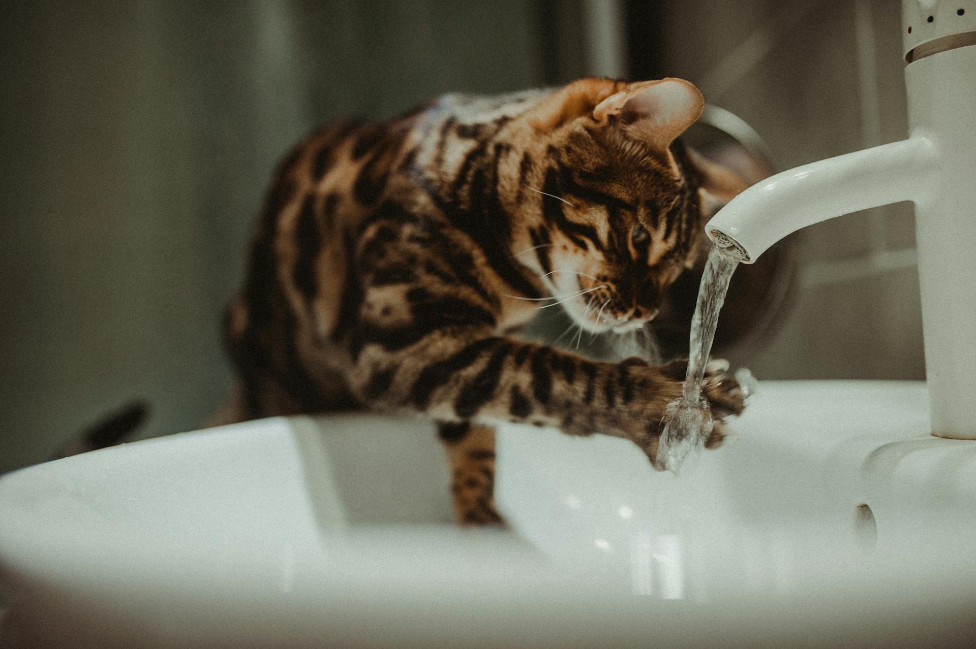 A Bengal cat playing with running water in a white sink indoors.