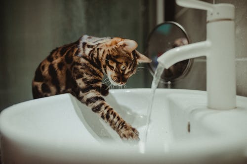 Free stock photo of water, faucet, animal stock photo