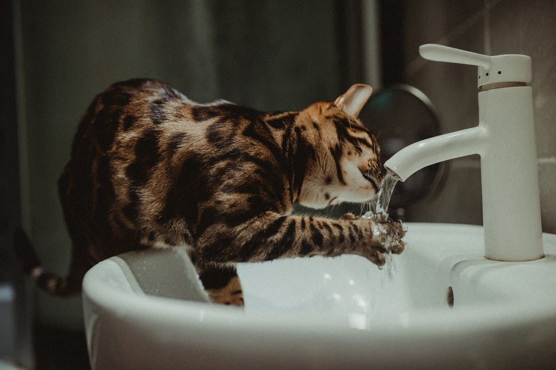 Free A Bengal cat drinking water directly from a bathroom faucet, showcasing its playful and curious nature. Stock Photo