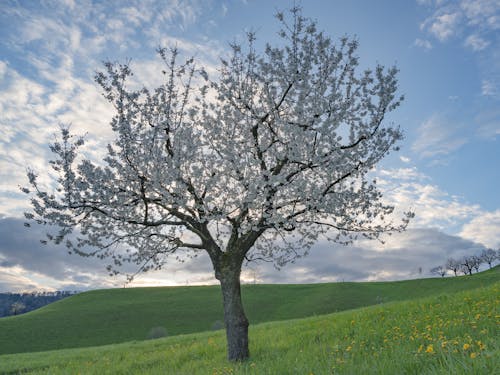 Darmowe zdjęcie z galerii z drzewo, flora, kwiat jabłoni