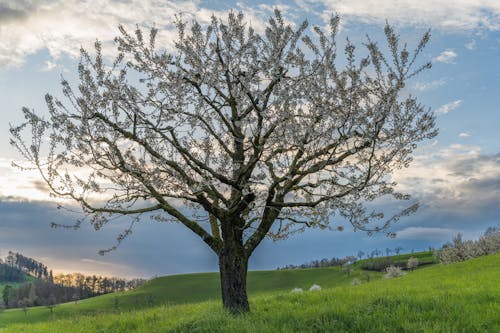 Kostnadsfri bild av äppelblom, blomning, fält