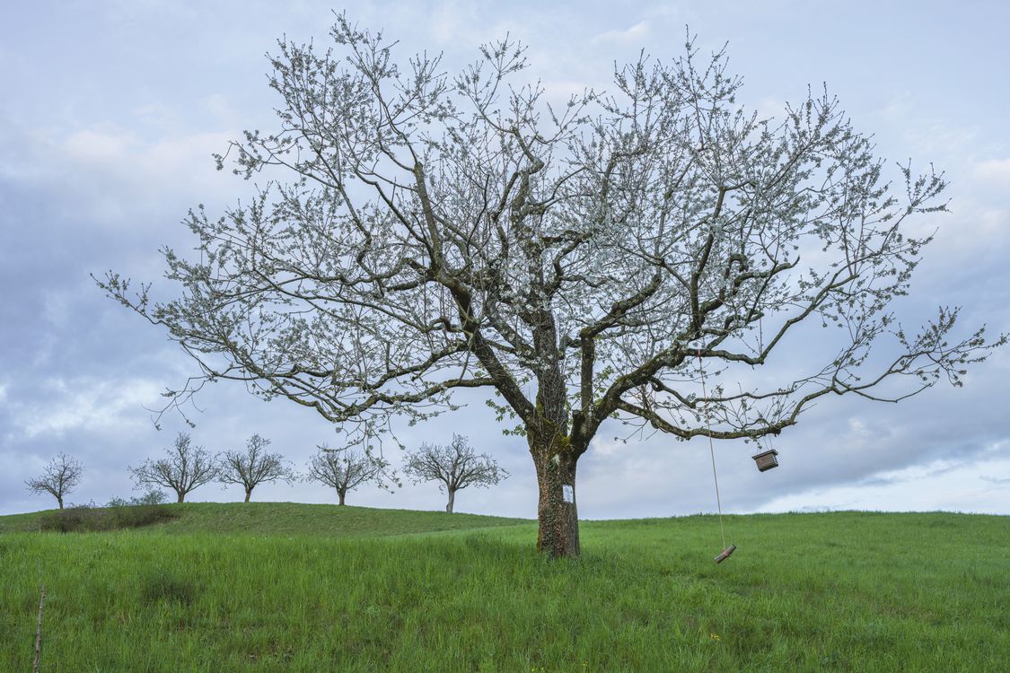 A Rural Tree A Lonely Rural Tree on the Field · Free Stock Photo