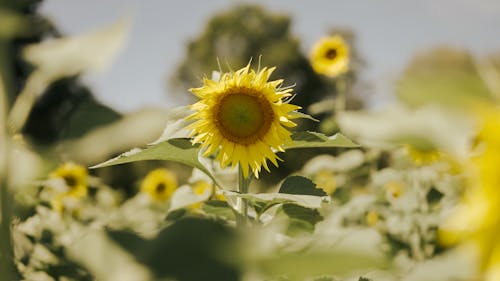 Close-up of a Sunflower on a Field 