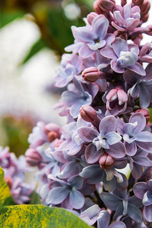 Plant with Purple Flowers