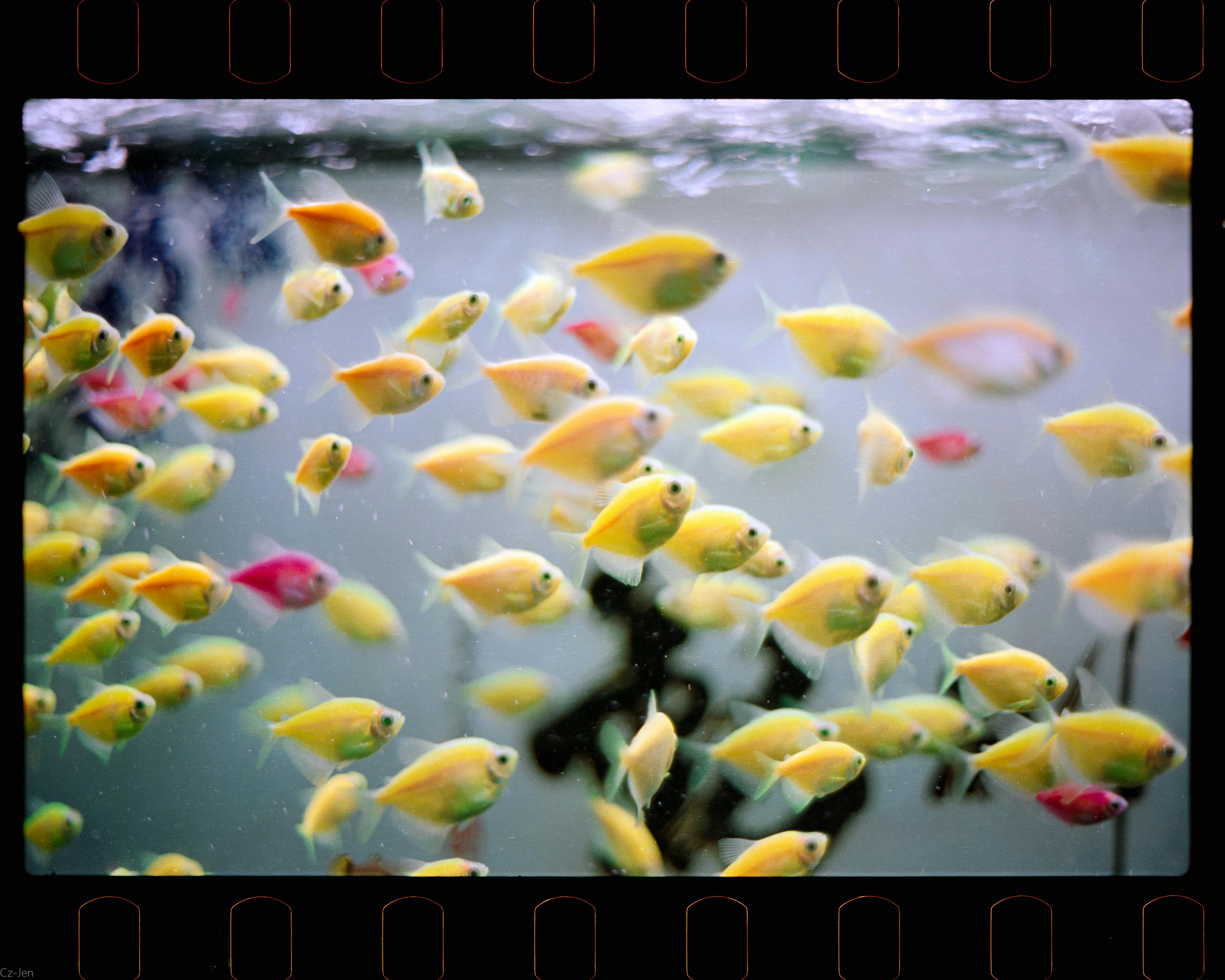 A lively display of colorful ornamental fish swimming in an aquarium environment.