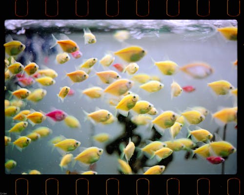 Film Photograph of Colorful Fish in a Fish Tank 