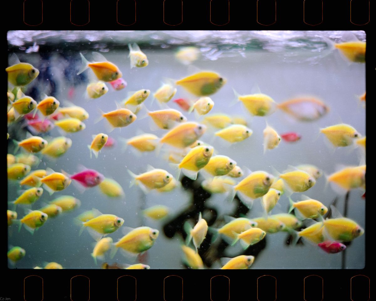 My Fish Tank Cloudy After a Water - PawPrintHub visual guide 4