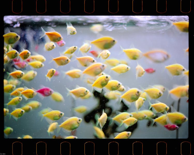 Film Photograph Of Colorful Fish In A Fish Tank 