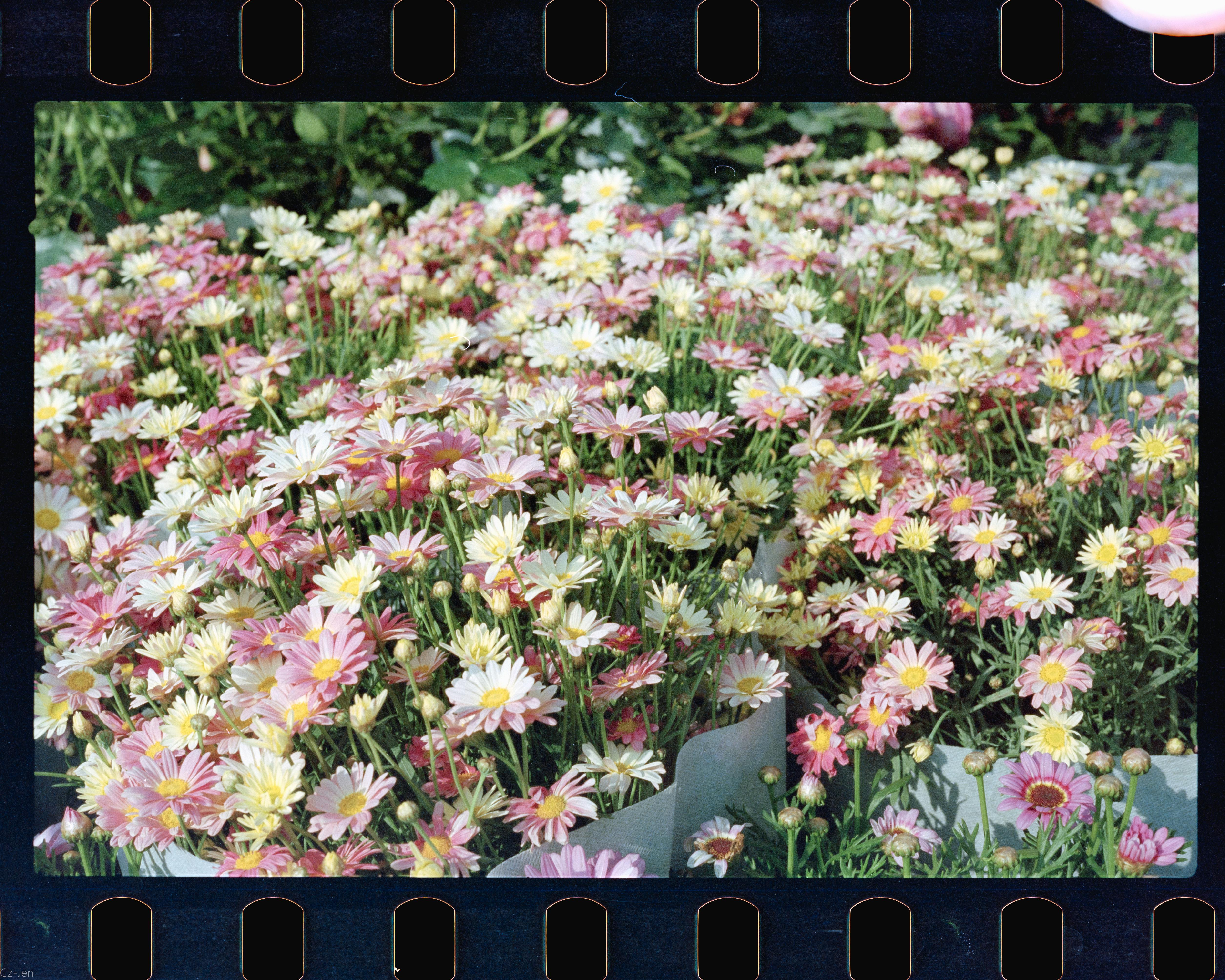 A vivid display of pink, yellow, and white daisies in a lush garden setting, capturing the essence of summer.
