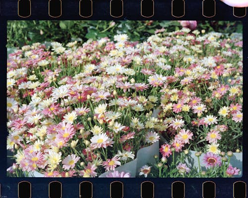 Foto profissional grátis de botânico, cheio de cor, flora