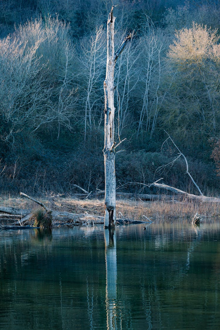 Single Tree In Lake