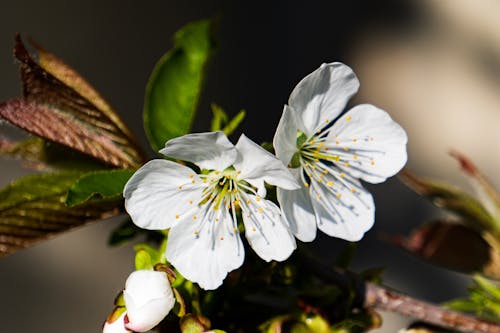 White Flowers Petals