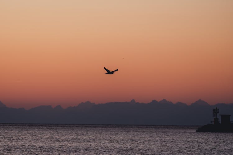 A Bird Flying Over The Sea At Sunset