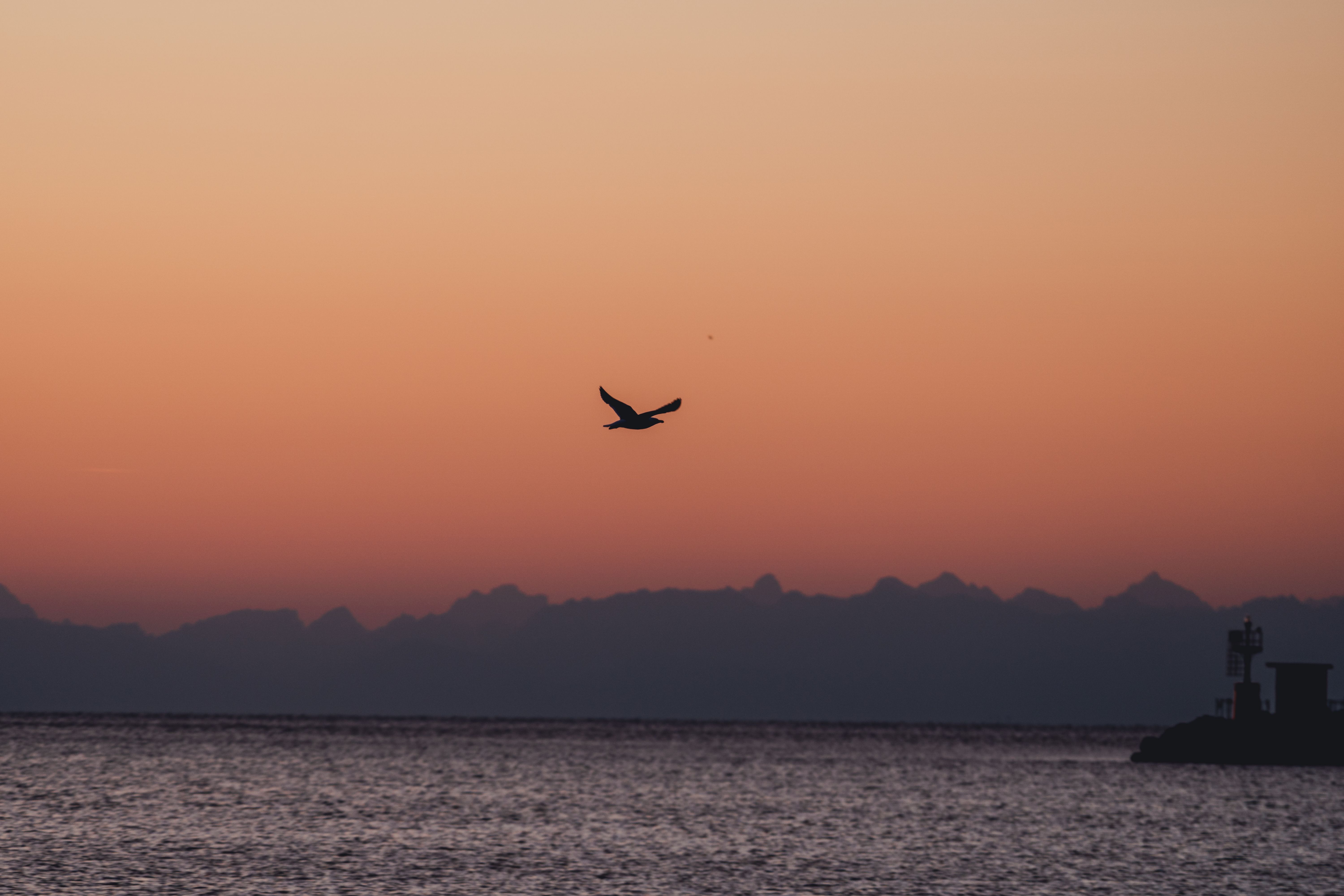 A Bird Flying Over the Sea at Sunset · Free Stock Photo